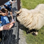 Petting dolly the sheep!
